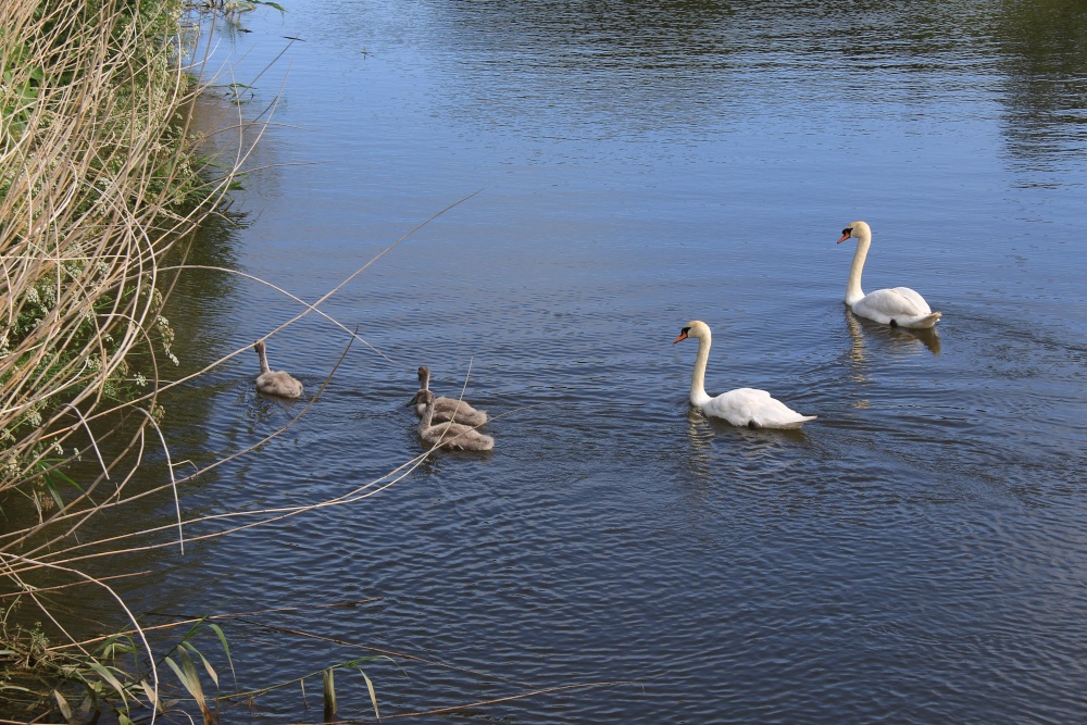 Swans and cygnets of Budleigh