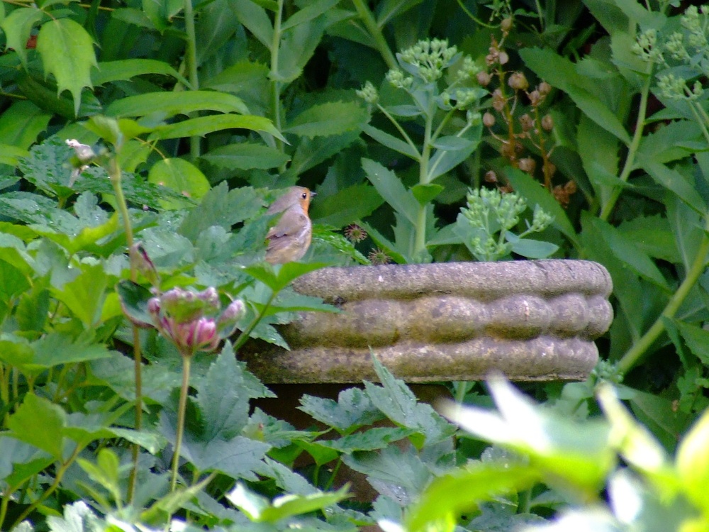 Budleigh robin