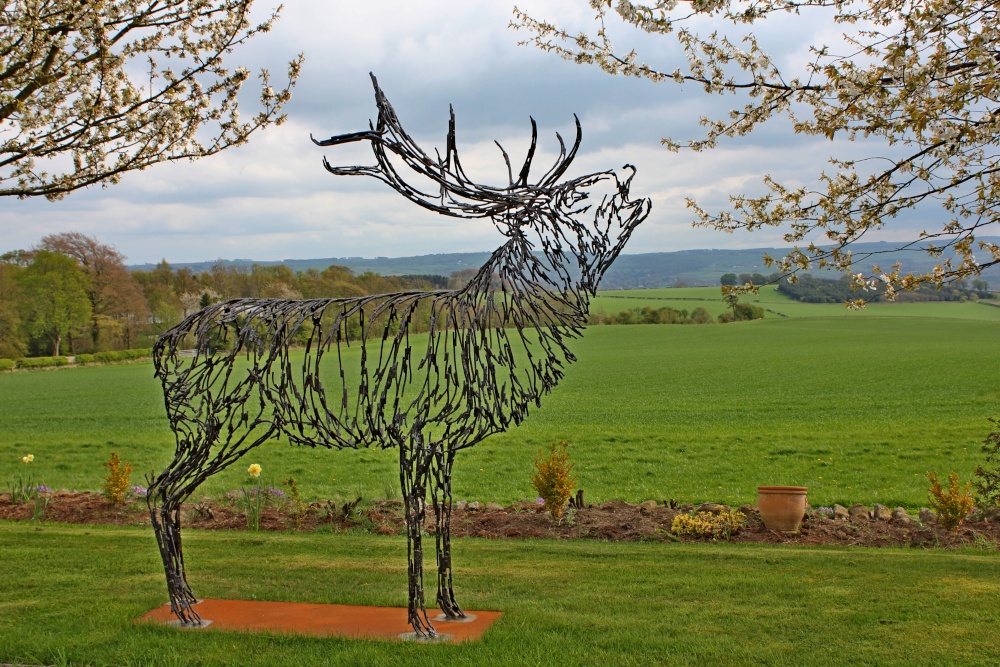 Photograph of Stagshaw stag