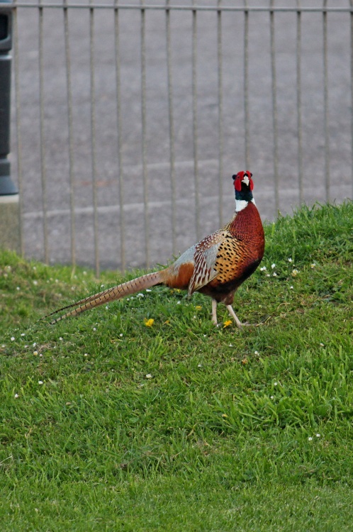 Barred in Budleigh