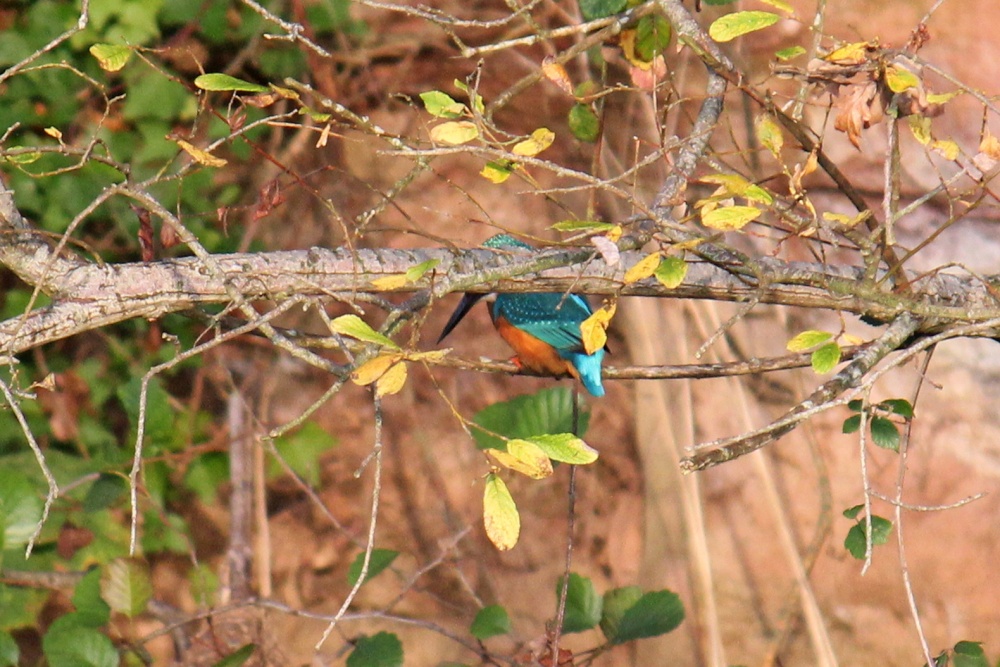 A Budleigh Kingfisher