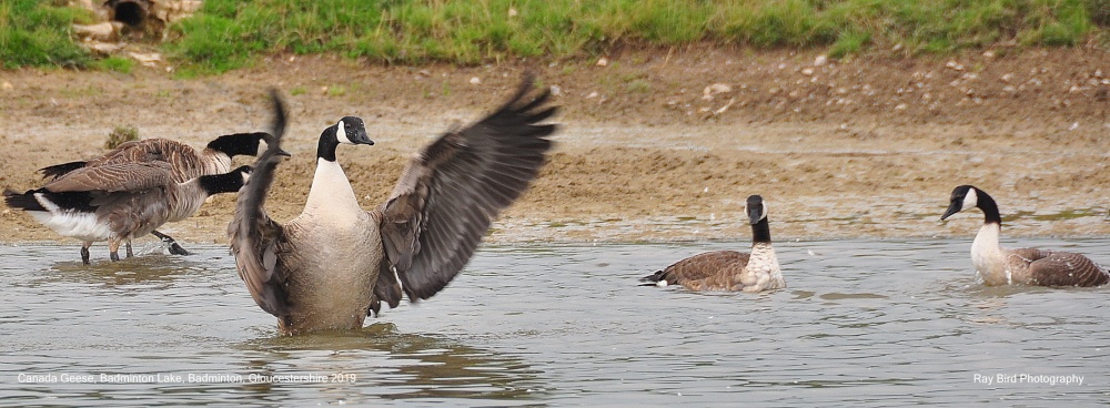 Canada Geese, Badminton Lake, Badminton, Gloucestershire 2019