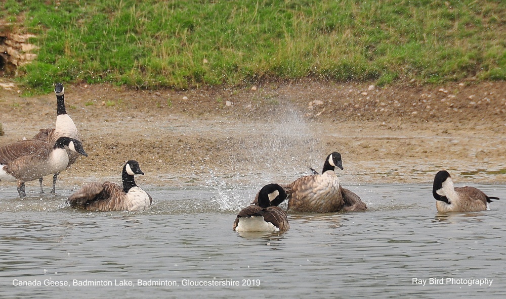 Canada Geese, Badminton Lake, Badminton, Gloucestershire 2019