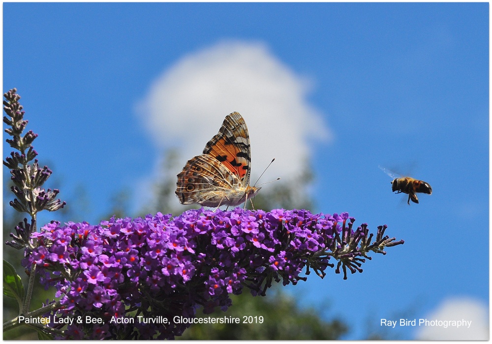 Painted Lady Butterfly & Bee, Acton Turville, Gloucestershire 2019