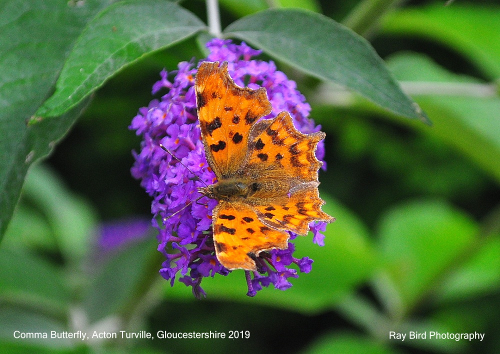 Comma Butterfly, Acton Turville, Gloucestershire 2019