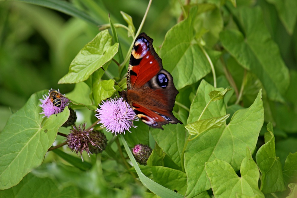 Budleigh Salterton – Peacock