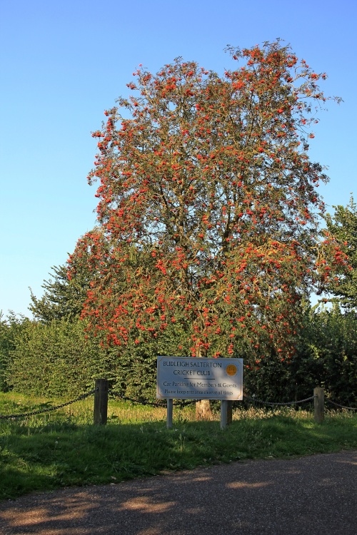 Budleigh Salterton Cricket Club Rowan Tree