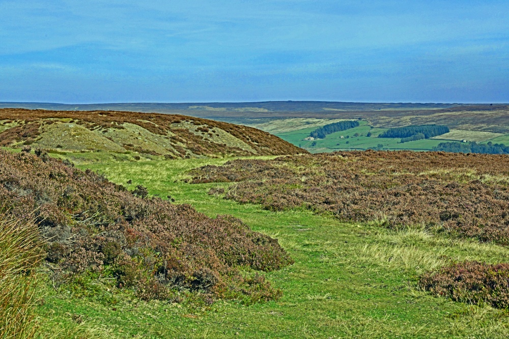 Spaunton Moor