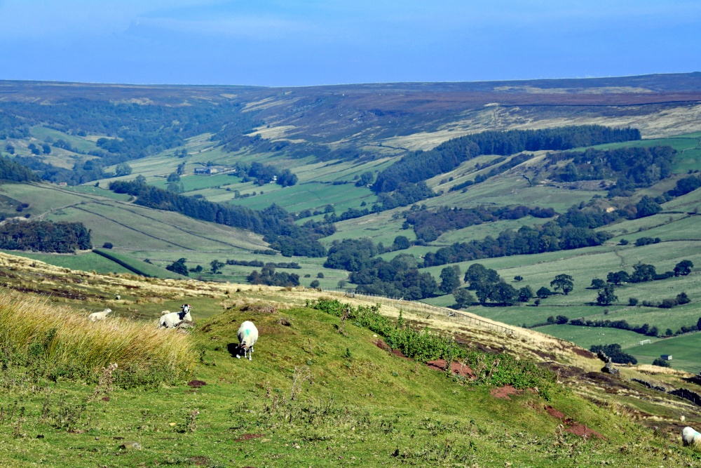 Spaunton Moor