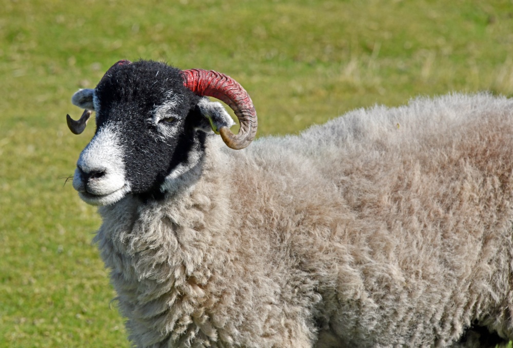 Spaunton Moor