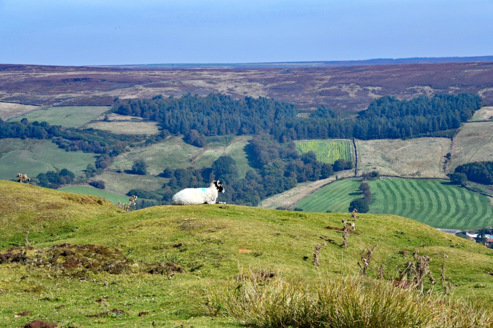 Spaunton Moor