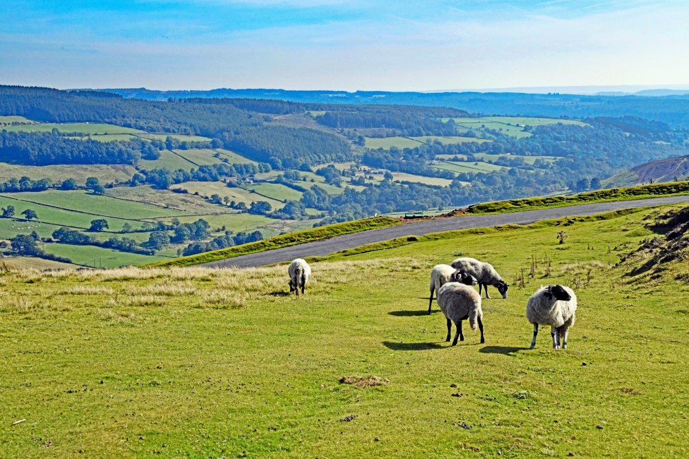 Spaunton Moor