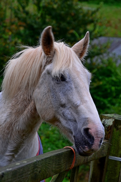 Kersbrook white horse