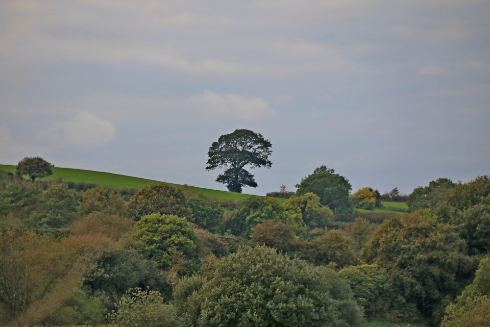 Budleigh skyline