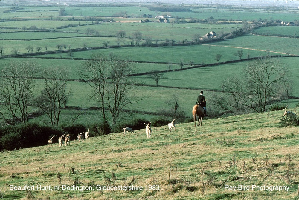 Beaufort Hunt in Dodington Countryside, Gloucestershire 1983