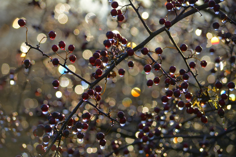 Photograph of Berries with Melted Frost in Morning Sunlight, near Leek, Staffordshire