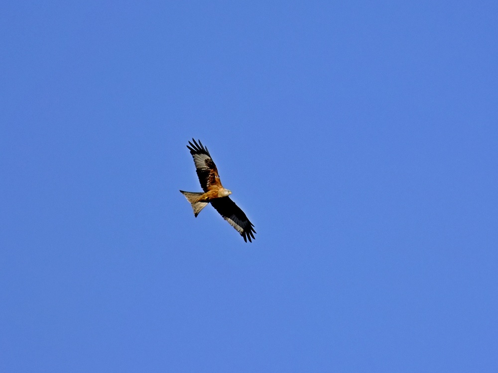 Photograph of Red Kite at Rowlands Gill
