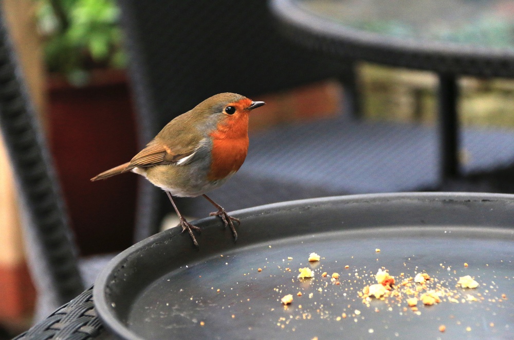 Otterton robin