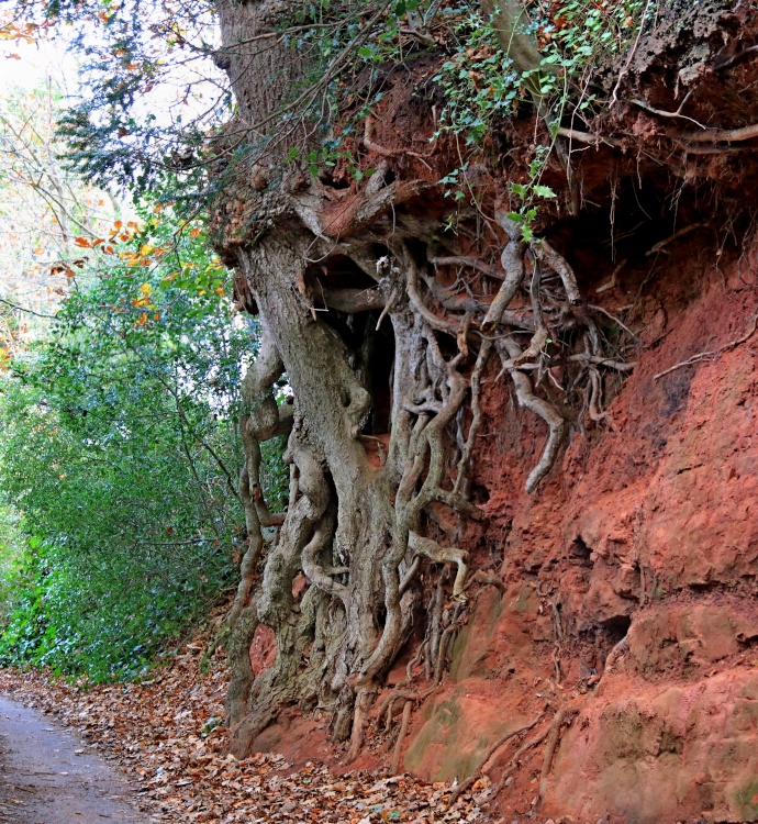 Budleigh, Dark Lane