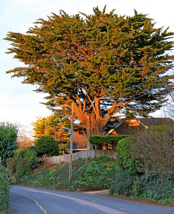 Budleigh - Copp Hill Lane