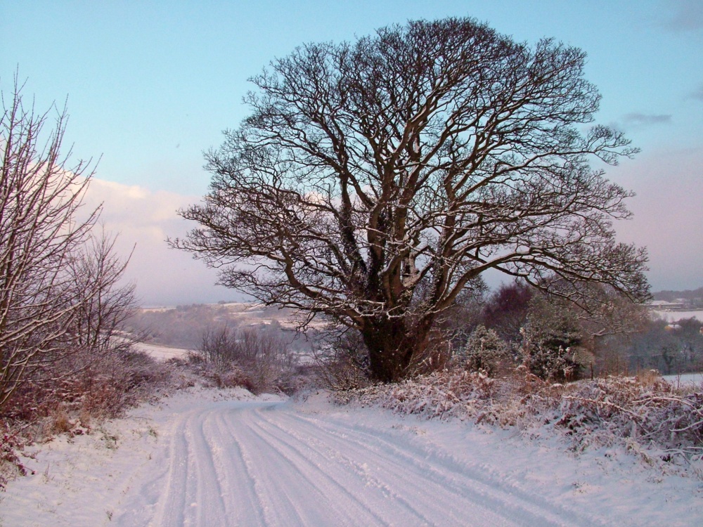 Tree in snow in Tanfield