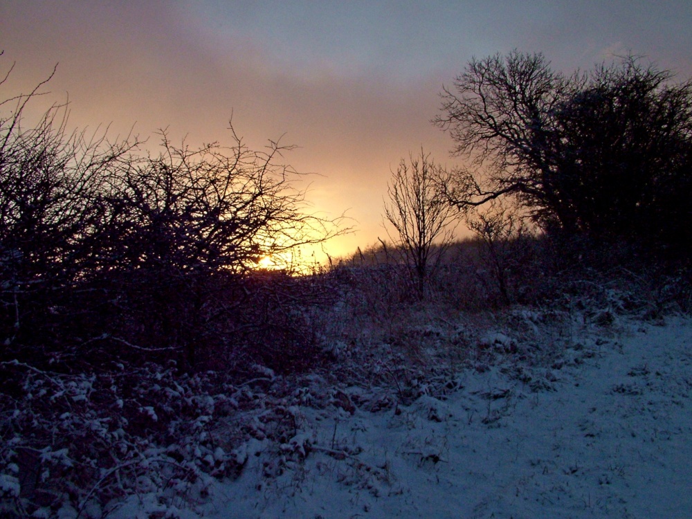 View through a Tanfield hedge