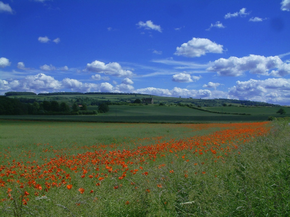 Burythorpe Poppies