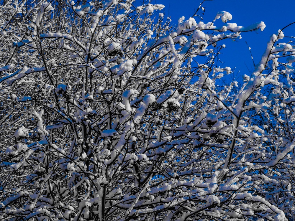 Snowy Berries