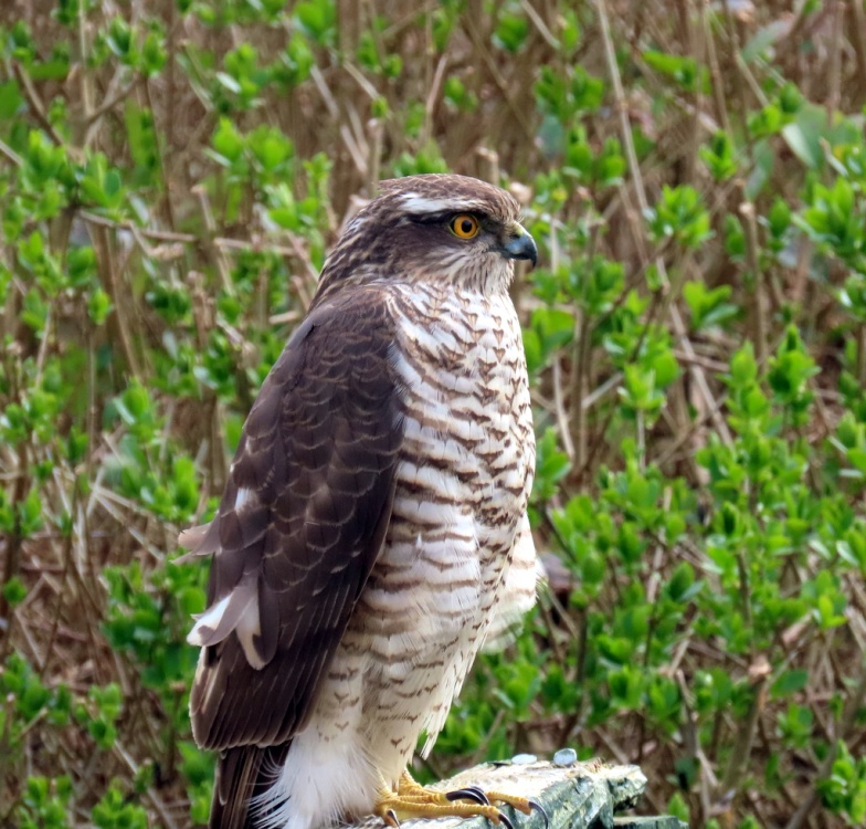 Sparrow hawk