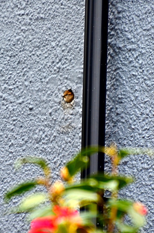 Budleigh bird nest