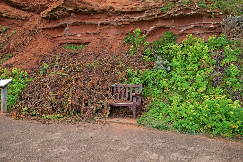 Budleigh Promenade benches