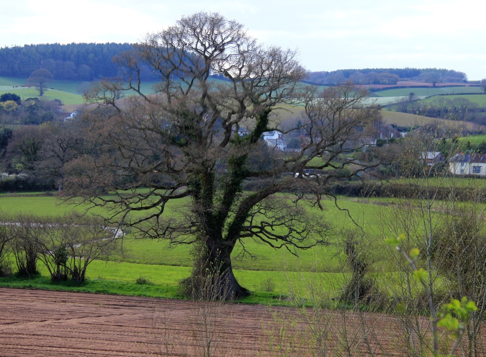 A tree in a hedgeline on the path to Ottertron