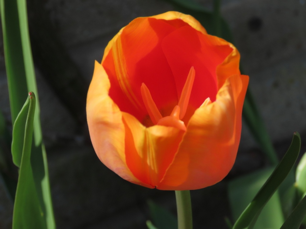 tulip