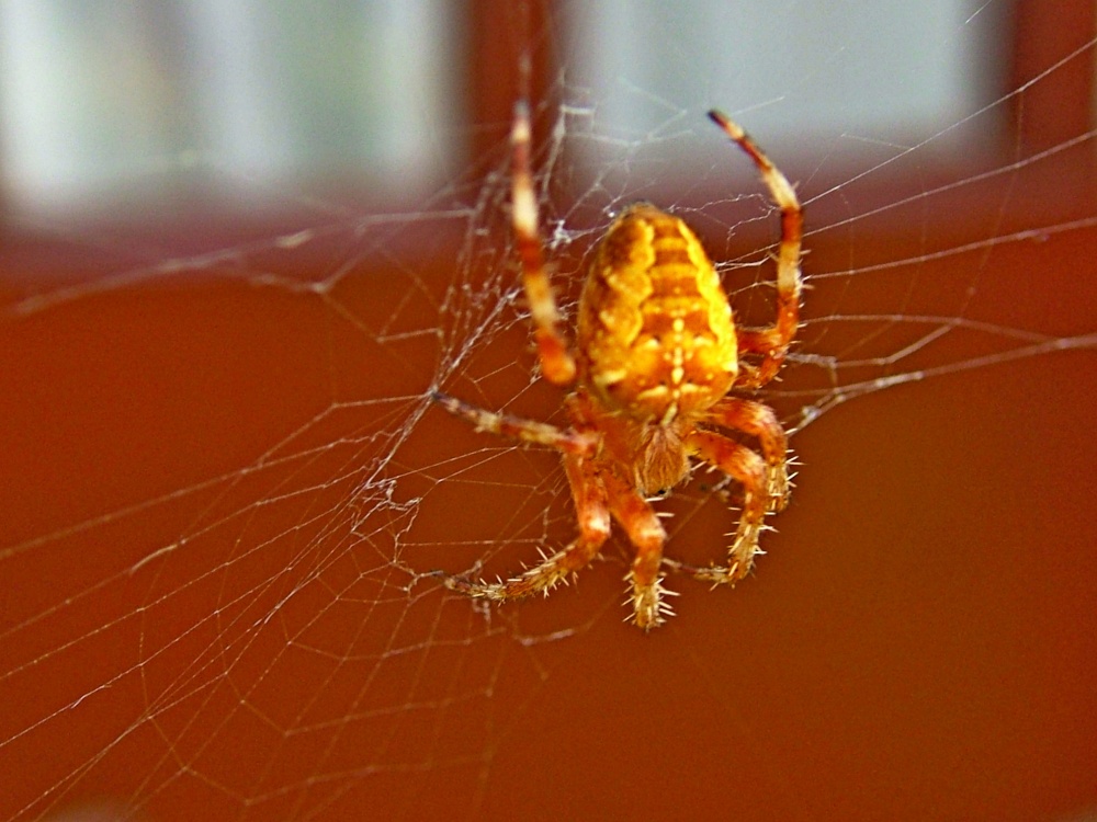 Tanfield Weaver of webs