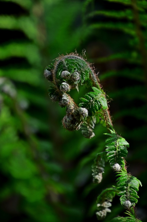 Otterton flora