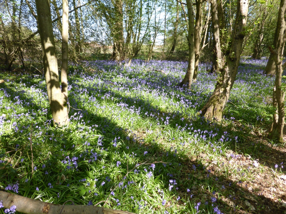 Photograph of A Bluebell Wood Near Wrotham, Kent. Spring has Sprung!