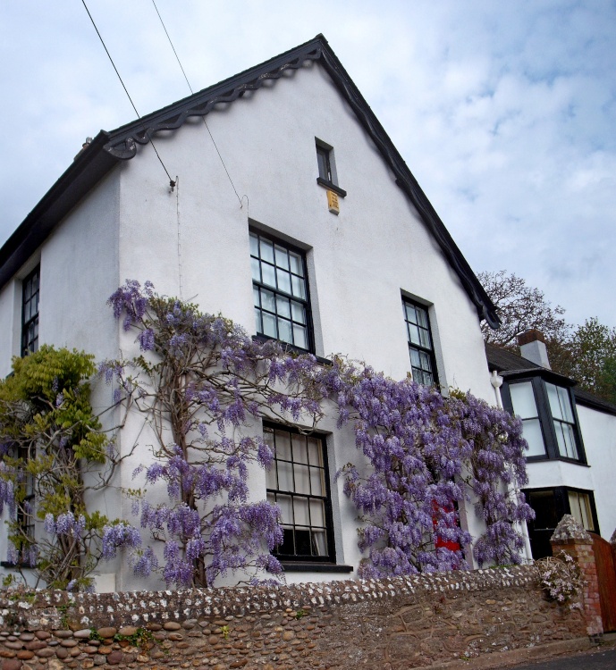 Kersbrook wisteria.