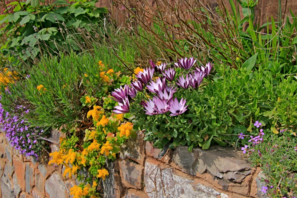 Budleigh Spring colours