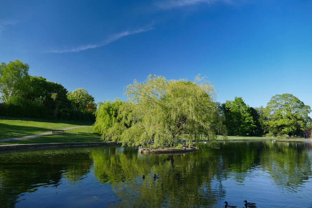 Photograph of Doctor's Pond.