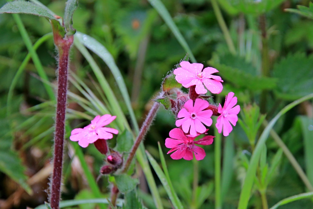 Photograph of Otterton flowers