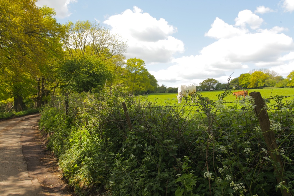 Rural Kentish Lane