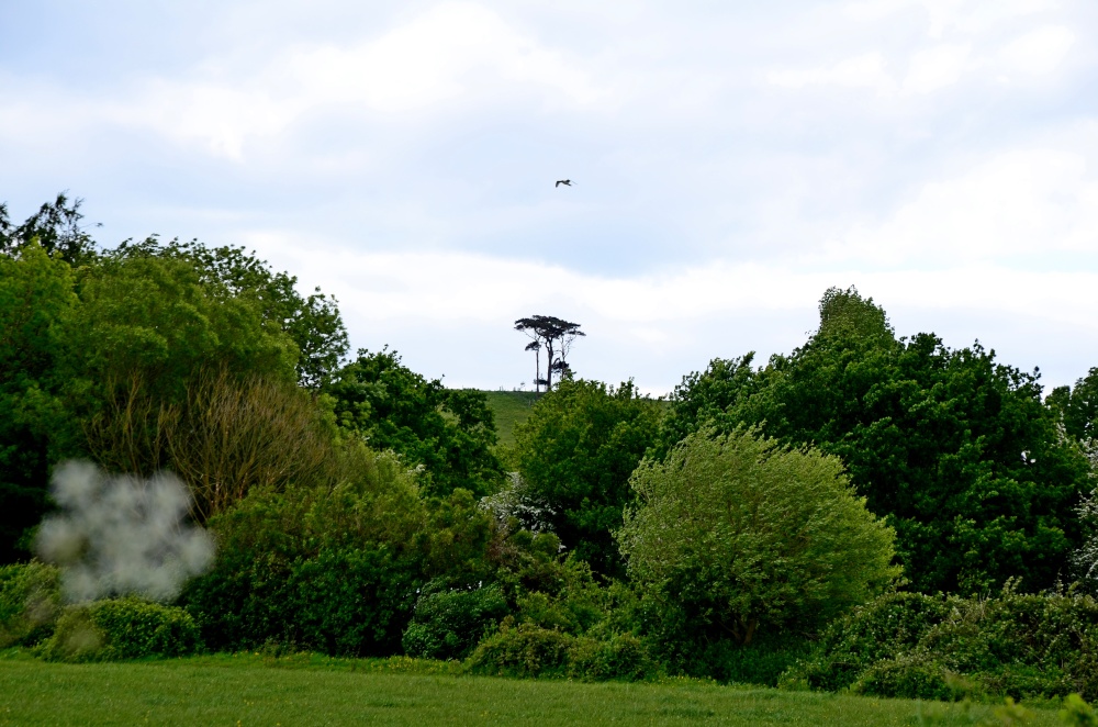 Trees atop the hill