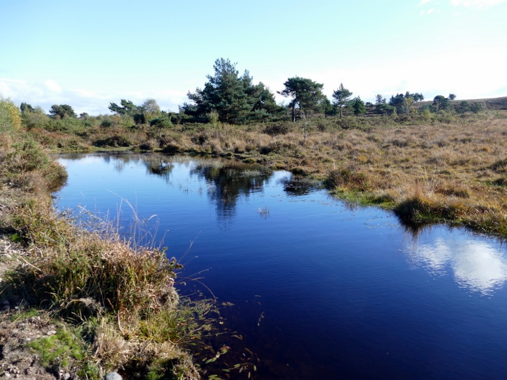 Aylesbeare Common photo by Pat Trout