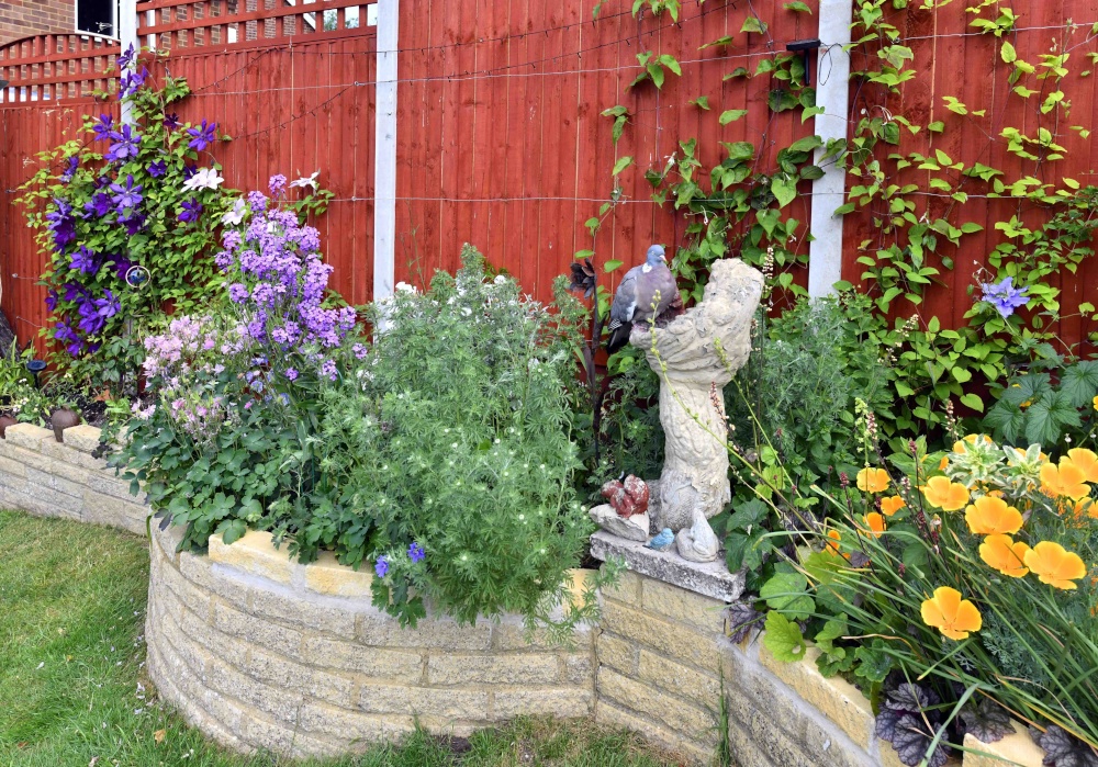 Locked in and nowhere to go except my garden in Rochester