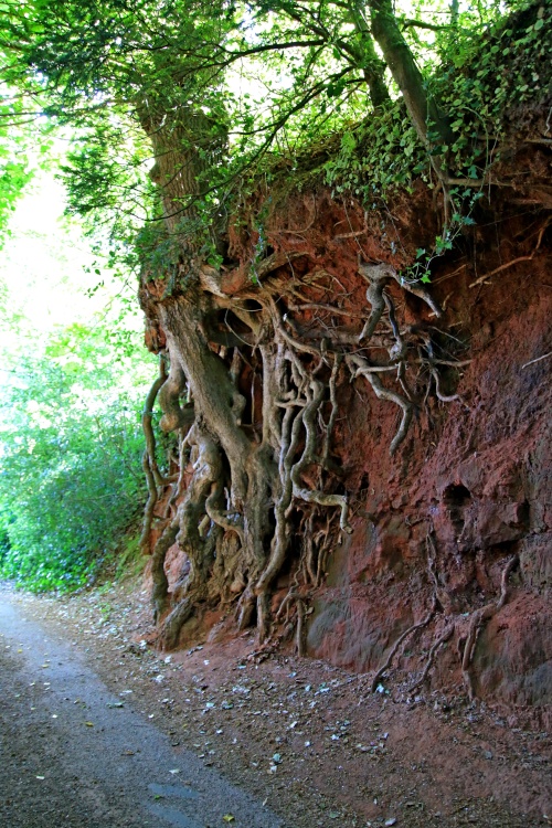 Budleigh Salterton's Dark Lane