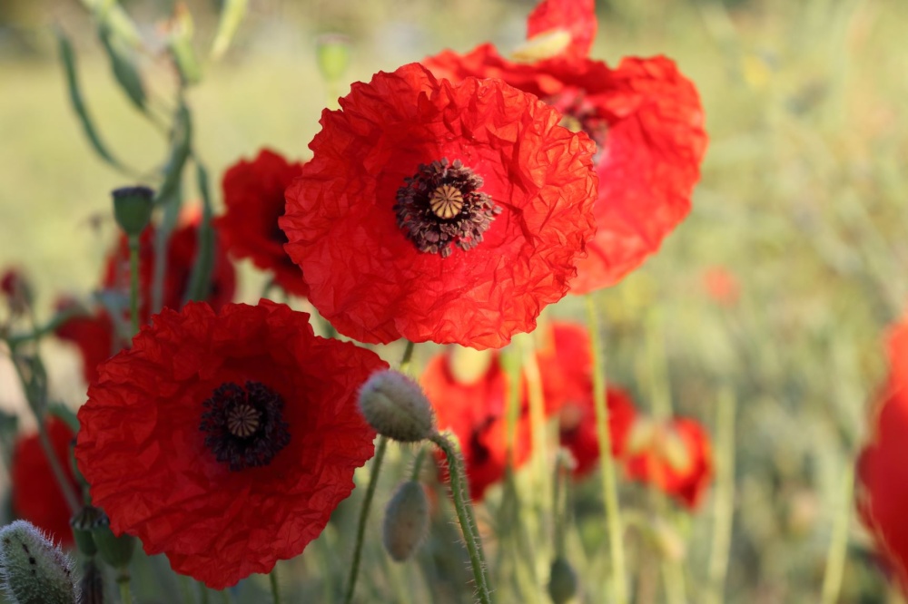 Poppy field