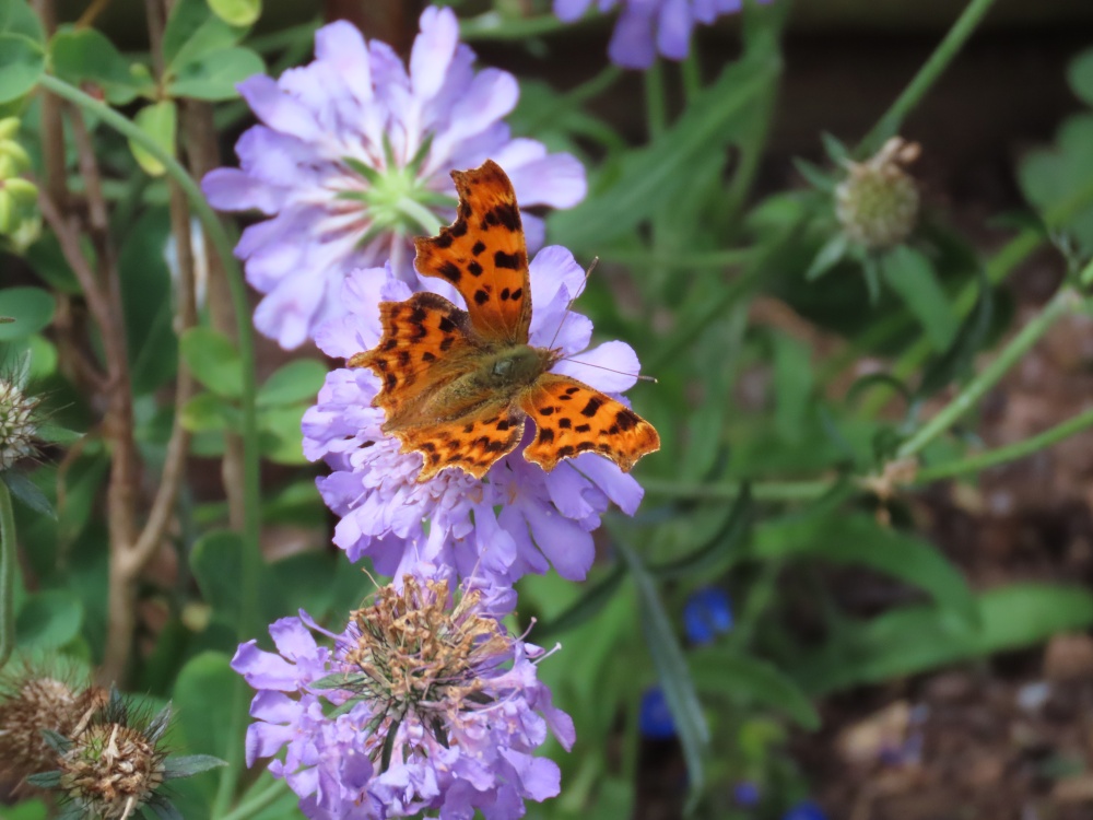 Budleigh butterfly