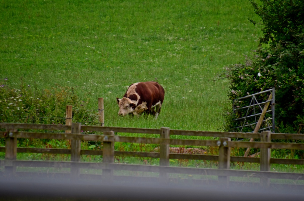 East Budleigh bull