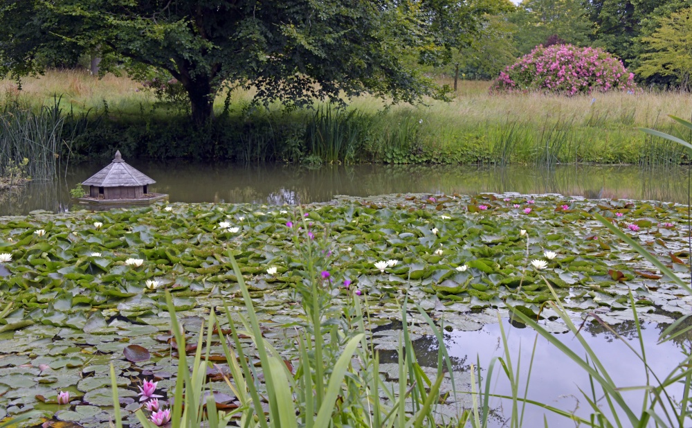 Godinton House Wild Garden Pond, Great Chart