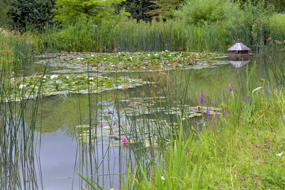 Godinton House Wild Garden Pond, Great Chart